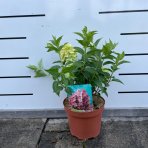 Hortenzia metlinatá (Hydrangea paniculata) ‘PETITE STAR’® - výška 30-40 cm, kont. C2L